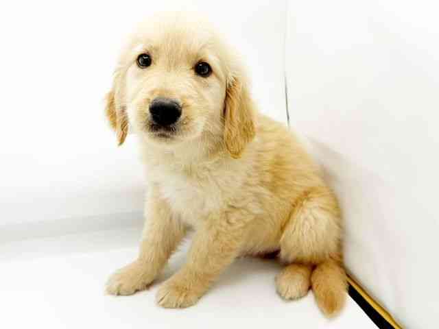 兵庫県のゴールデンレトリバー (ひごペットフレンドリーコロワ甲子園店/2026年1月27日生まれ/男の子/ゴールデン)の子犬の2枚目の画像