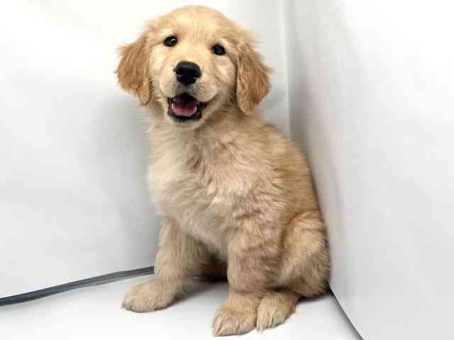 京都府のゴールデンレトリバー (ひごペットフレンドリー洛北阪急スクエア店/2026年1月27日生まれ/女の子/ゴールデン)の子犬の2枚目の画像
