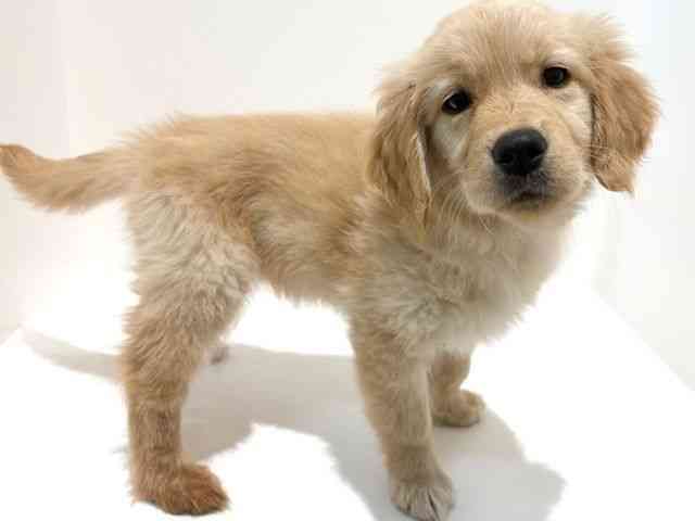 大阪府のゴールデンレトリバー (ひごペットフレンドリーイオン高槻店/2026年1月27日生まれ/女の子/ゴールデン)の子犬の2枚目の画像