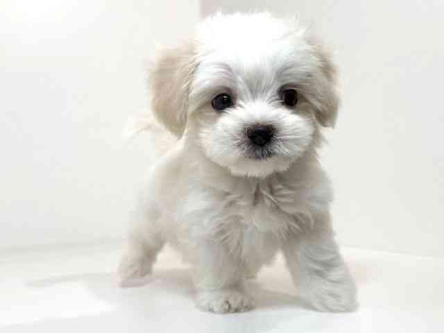 兵庫県のマルックス(マルチーズ×ダックス) (ひごペットフレンドリーイトーヨーカドー明石店/2026年2月1日生まれ/男の子/ホワイト)の子犬の2枚目の画像