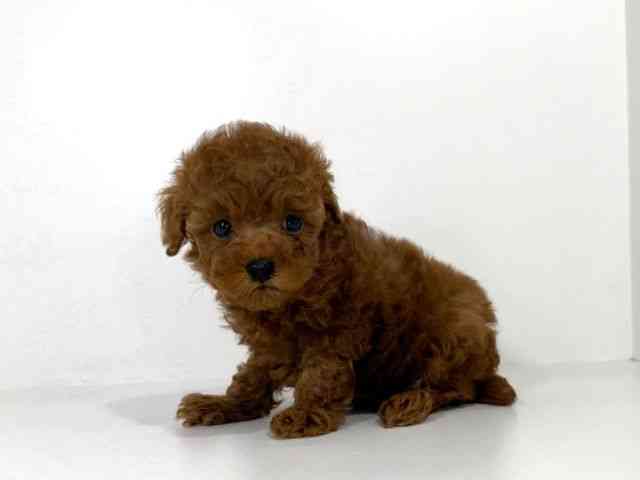 兵庫県のトイプードル(トイ) (ひごペットフレンドリーイトーヨーカドー明石店/2026年2月2日生まれ/女の子/レッド)の子犬の2枚目の画像