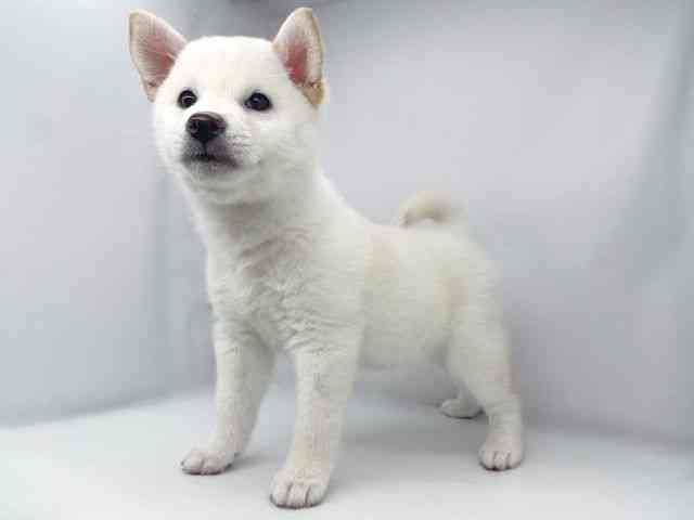 兵庫県の柴犬(標準サイズ) (ひごペットフレンドリーイオンタウン加古川店/2026年2月1日生まれ/女の子/白)の子犬の2枚目の画像