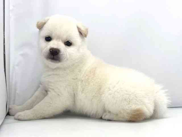 兵庫県の柴犬(標準サイズ) (ひごペットフレンドリーイオンタウン加古川店/2026年2月1日生まれ/女の子/白)の子犬の2枚目の画像