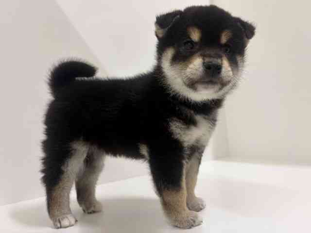 奈良県の柴犬(標準サイズ) (ひごペットフレンドリーイオンモール橿原ウエスト・ビレッジ店/2026年2月1日生まれ/男の子/黒)の子犬の2枚目の画像