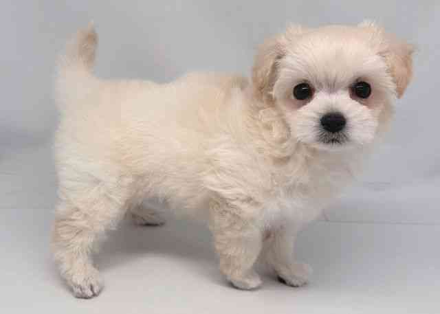 鳥取県のチワプー/プーチー(チワワ×プードル) (ひごペットフレンドリーイオンモール鳥取北店/2026年2月1日生まれ/女の子/クリーム)の子犬の2枚目の画像