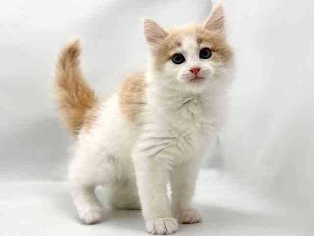 大阪府のノルウェージャンフォレストキャット (ひごペットフレンドリー東淀川店/2026年2月1日生まれ/男の子/クリームホワイト)の子猫の2枚目の画像