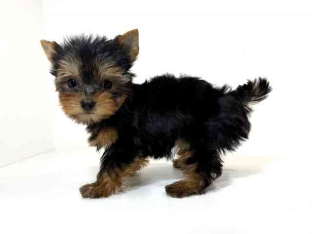 兵庫県のヨークシャーテリア (ひごペットフレンドリーイトーヨーカドー明石店/2026年2月2日生まれ/女の子/スチールブルータン)の子犬の2枚目の画像