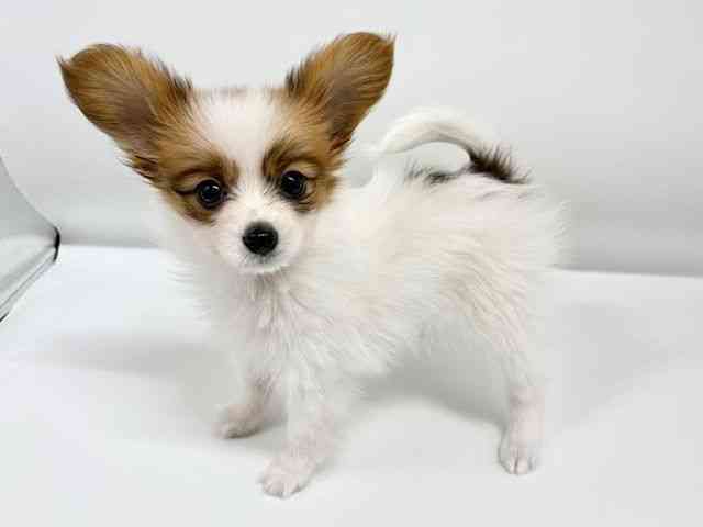 大阪府のパピヨン (ひごペットフレンドリーイオンタウン豊中庄内店/2026年2月1日生まれ/女の子/ホワイトセーブル)の子犬の2枚目の画像