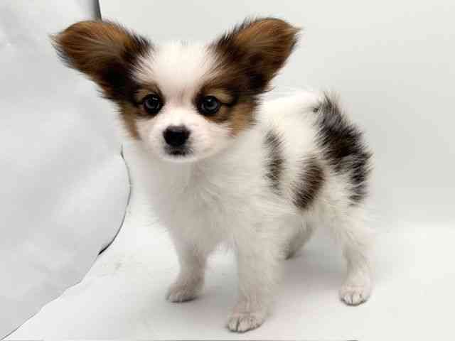 大阪府のパピヨン (ひごペットフレンドリーみのおキューズモール店/2026年2月1日生まれ/男の子/ホワイトセーブル)の子犬の2枚目の画像