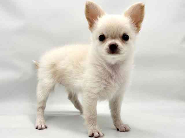 大阪府のチワワ(ロング) (ひごペットフレンドリー東淀川店/2026年1月31日生まれ/女の子/クリーム)の子犬の2枚目の画像