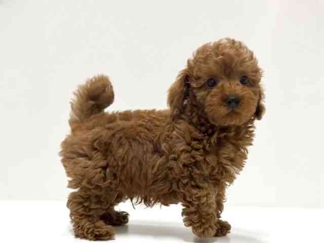 愛知県のトイプードル(トイ) (ひごペットフレンドリーららぽーと名古屋みなとアクルス店/2026年2月1日生まれ/男の子/レッド)の子犬の2枚目の画像