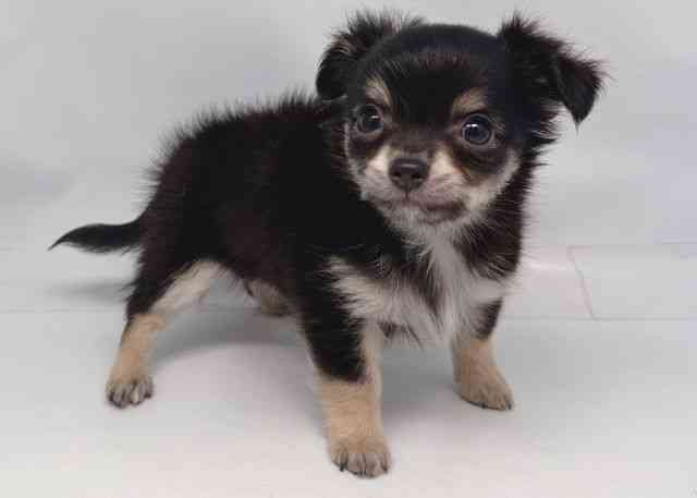 鳥取県のチワワ(ロング) (ひごペットフレンドリーイオンモール鳥取北店/2026年2月2日生まれ/女の子/ブラッククリーム)の子犬の2枚目の画像