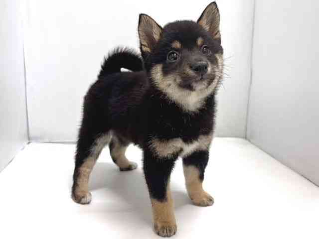 奈良県の柴犬(標準サイズ) (ひごペットフレンドリー奈良パワーシティ店/2026年2月1日生まれ/女の子/黒)の子犬の2枚目の画像