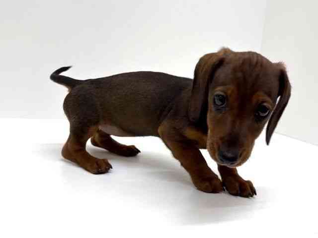 兵庫県のカニンヘンダックスフンド(スムース) (ひごペットフレンドリーブルメールHAT神戸店/2026年1月29日生まれ/女の子/レッド)の子犬の2枚目の画像