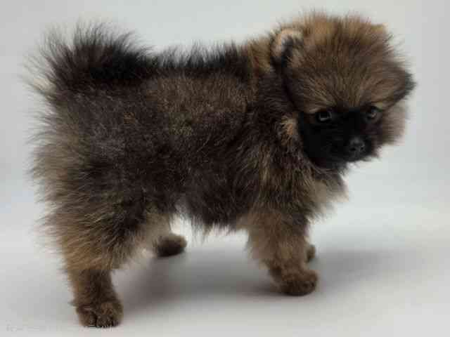 島根県のポメラニアン (ひごペットフレンドリーイオンモール出雲店/2026年2月1日生まれ/男の子/オレンジセーブル)の子犬の2枚目の画像