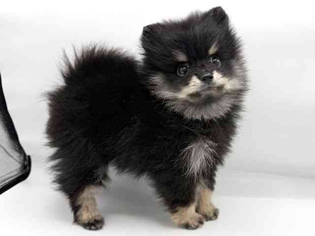大阪府のポメラニアン (ひごペットフレンドリーららぽーとEXPOCITY店/2026年2月1日生まれ/男の子/ブラックタン)の子犬の2枚目の画像