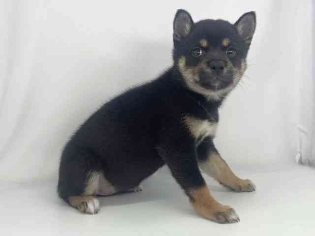 兵庫県の柴犬(標準サイズ) (ひごペットフレンドリーイオンタウン加古川店/2026年2月1日生まれ/女の子/黒)の子犬の2枚目の画像