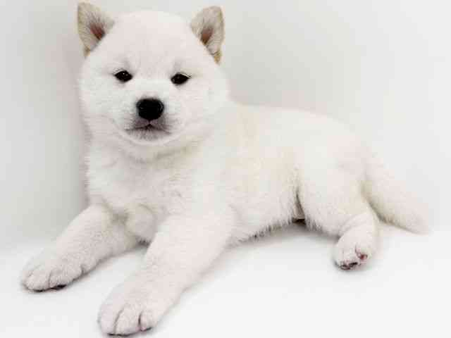 京都府の柴犬(標準サイズ) (ひごペットフレンドリーイズミヤショッピングセンター八幡店/2026年2月1日生まれ/男の子/白)の子犬の2枚目の画像