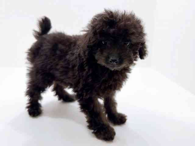 広島県のトイプードル(トイ) (ひごペットフレンドリーフジグラン神辺店/2026年1月27日生まれ/女の子/グレー)の子犬の2枚目の画像