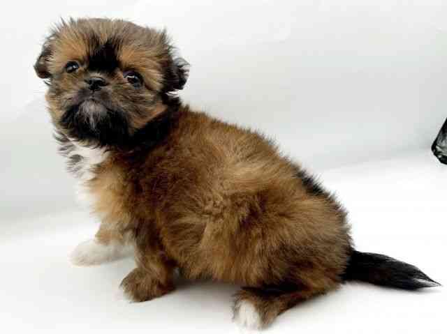 奈良県のチワズー/チワシーズ(チワワ×シーズー) (ひごペットフレンドリートナリエ大和高田店/2026年2月2日生まれ/女の子/ゴールドホワイト)の子犬の2枚目の画像