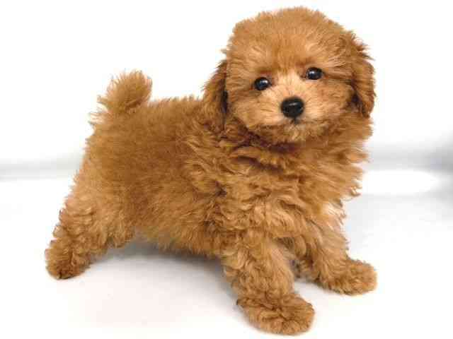 大阪府のトイプードル(トイ) (ひごペットフレンドリー岸和田店/2026年1月30日生まれ/男の子/レッドフォーン)の子犬の2枚目の画像