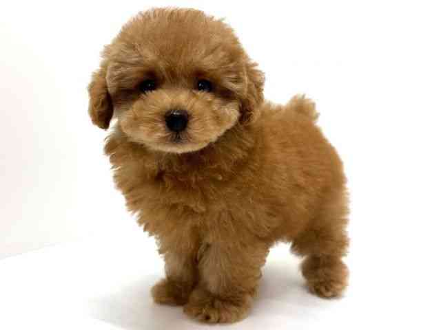 大阪府のトイプードル(トイ) (ひごペットフレンドリーくずはモール店/2026年1月30日生まれ/男の子/レッドフォーン)の子犬の2枚目の画像