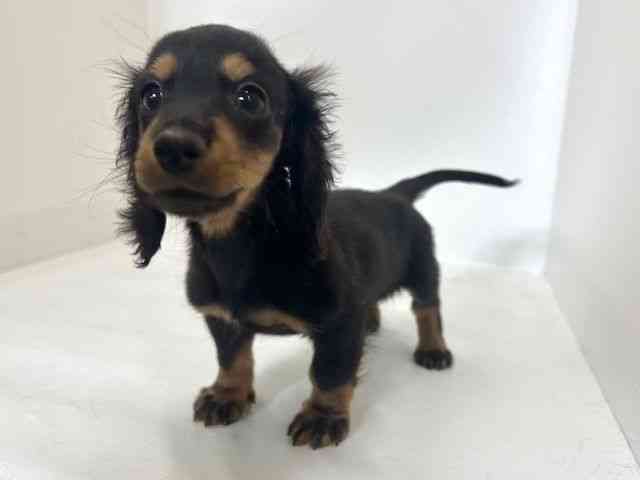 大阪府のカニンヘンダックスフンド(ロング) (ひごペットフレンドリーアクロスプラザ住之江店/2026年1月21日生まれ/男の子/ブラックタン)の子犬の2枚目の画像