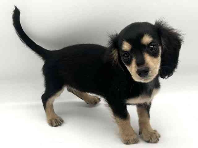 京都府のカニンヘンダックスフンド(ロング) (ひごペットフレンドリーイオンモール高の原店/2026年1月21日生まれ/女の子/ブラックイエロー)の子犬の2枚目の画像