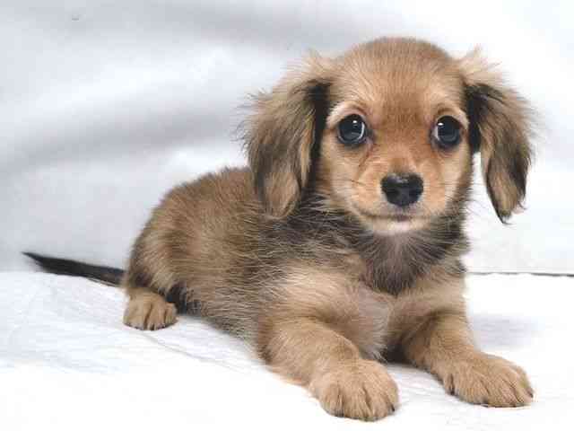 大阪府のチワックス(チワワ×ダックス) (ひごペットフレンドリー堺プラットプラット店/2026年1月25日生まれ/女の子/シェーデットレッド)の子犬の2枚目の画像