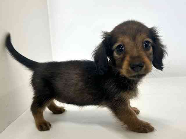 大阪府のカニンヘンダックスフンド(ロング) (ひごペットフレンドリーアクロスプラザ住之江店/2026年2月1日生まれ/女の子/シェーデットレッド)の子犬の2枚目の画像