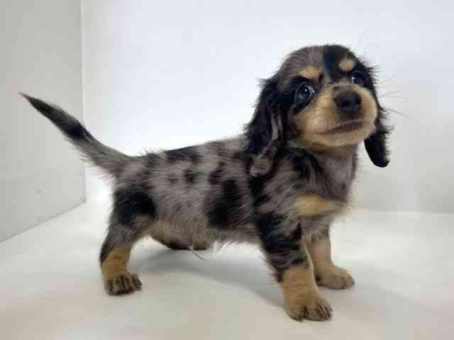 大阪府のカニンヘンダックスフンド(ロング) (ひごペットフレンドリーアクロスプラザ住之江店/2026年1月23日生まれ/男の子/シルバーダップル)の子犬の2枚目の画像