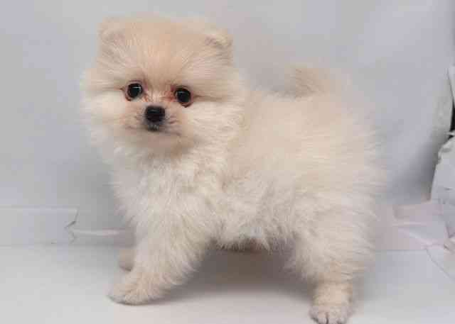 鳥取県のポメラニアン (ひごペットフレンドリーイオンモール鳥取北店/2026年2月1日生まれ/男の子/クリーム)の子犬の2枚目の画像