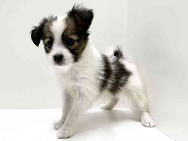 愛知県のパピヨン (ひごペットフレンドリーららぽーと名古屋みなとアクルス店/2026年1月24日生まれ/男の子/ホワイトブラウン)の子犬の2枚目の画像