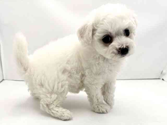 兵庫県のビションフリーゼ (ひごペットフレンドリークラウンパーク伊丹店/2026年2月1日生まれ/女の子/ホワイト)の子犬の2枚目の画像