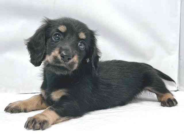 大阪府のミニチュアダックスフンド(ロング) (ひごペットフレンドリー堺プラットプラット店/2026年1月29日生まれ/女の子/ブラックタン)の子犬の2枚目の画像