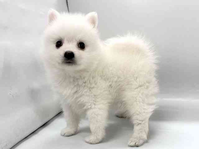京都府の日本スピッツ (ひごペットフレンドリー京都店/2026年2月1日生まれ/男の子/ホワイト)の子犬の2枚目の画像