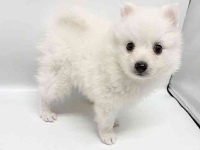 大阪府の日本スピッツ (ひごペットフレンドリーイオンタウン豊中庄内店/2026年2月1日生まれ/男の子/ホワイト)の子犬の2枚目の画像