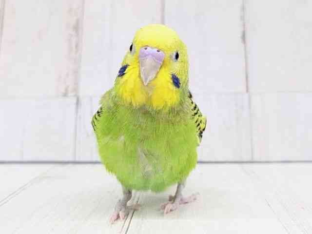 セキセイインコ[【グリーンオパーリン】フェスタ開催中！2026年3月31日