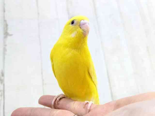 セキセイインコ[【ルチノー】フェスタ開催中！2026年3月31日まで特別