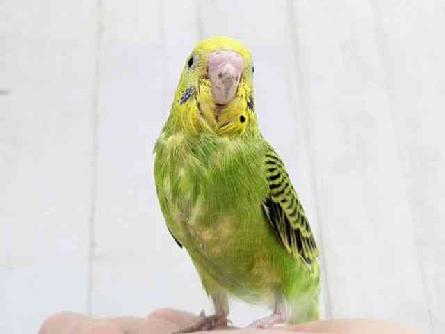 セキセイインコ[【グリーンオパーリン】フェスタ開催中！2026年3月31日