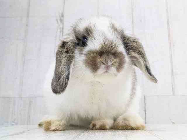 ロップイヤー[【ブロークンチェスナット】] | ひごペットフレンドリー