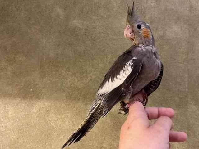 オカメインコ[ノーマル] | ひごペットフレンドリー 【 公式サイト 】