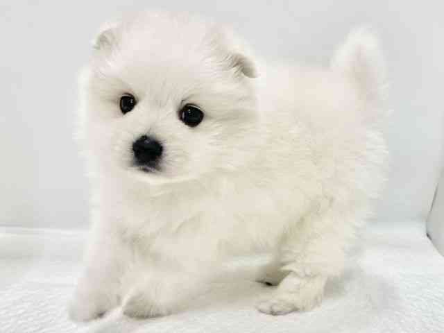 高知県の日本スピッツ (ひごペットフレンドリーイオンモール高知店/2026年2月3日生まれ/男の子/ホワイト)の子犬の2枚目の画像