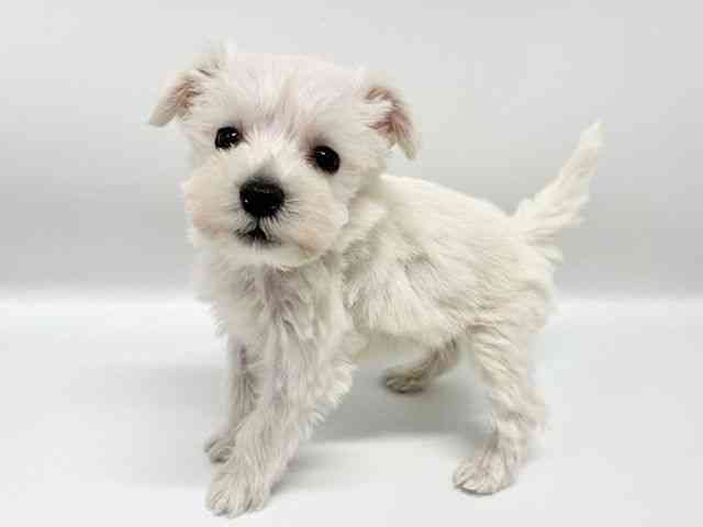 大阪府のミニチュアシュナウザー (ひごペットフレンドリーイオンタウン豊中庄内店/2026年2月3日生まれ/男の子/ホワイト)の子犬の2枚目の画像