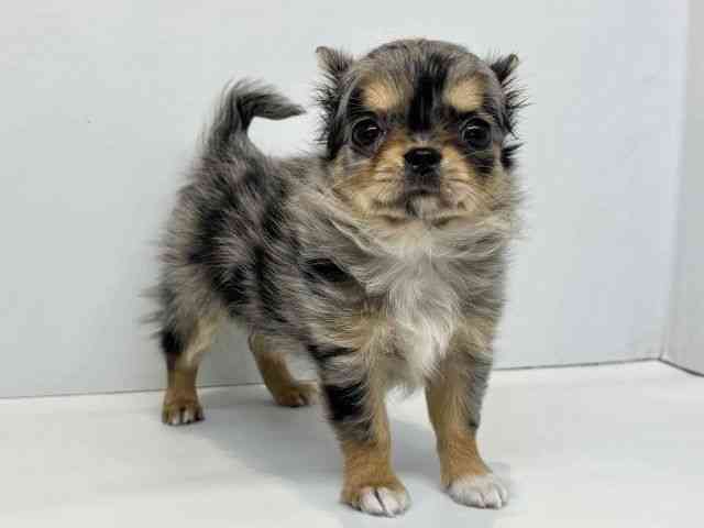 大阪府のチワワ(ロング) (ひごペットフレンドリーセブンパーク天美店/2026年2月1日生まれ/女の子/ブルーマールホワイト)の子犬の2枚目の画像