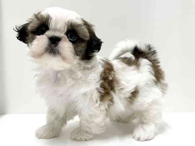 愛知県のシーズー (ひごペットフレンドリーららぽーと名古屋みなとアクルス店/2026年1月29日生まれ/男の子/ゴールドホワイト)の子犬の2枚目の画像