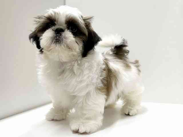 愛知県のシーズー (ひごペットフレンドリーららぽーと名古屋みなとアクルス店/2026年1月29日生まれ/男の子/ゴールドホワイト)の子犬の2枚目の画像