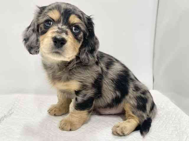 高知県のミニチュアダックスフンド(ロング) (ひごペットフレンドリーイオンモール高知店/2026年2月2日生まれ/男の子/シルバーダップル)の子犬の2枚目の画像