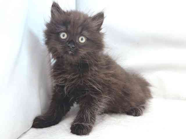 大阪府のマンチカン (ひごペットフレンドリー堺プラットプラット店/2026年1月28日生まれ/男の子/ブラックスモーク)の子猫の2枚目の画像