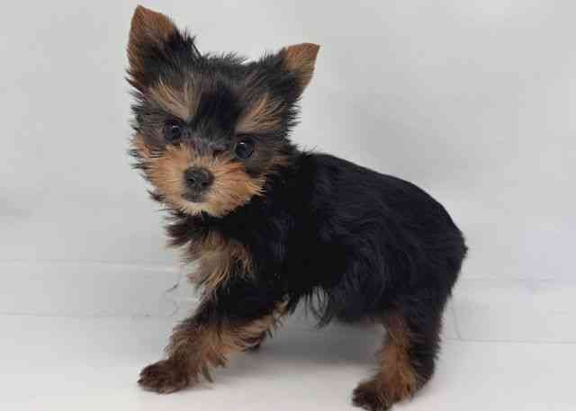 鳥取県のヨークシャーテリア (ひごペットフレンドリーイオンモール鳥取北店/2026年1月25日生まれ/女の子/スチールブルータン)の子犬の2枚目の画像